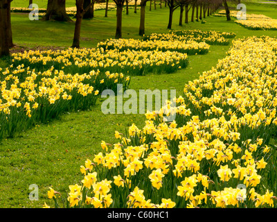 I campi di giallo Giunchiglie in Hughenden Manor giardini e parchi, High Wycombe, Bucks, Regno Unito Foto Stock