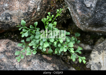 Wall-rue Asplenium ruta-muraria che cresce su un muro di pietra in Cumbria, Regno Unito Foto Stock