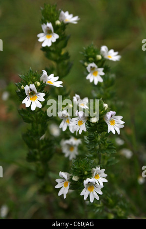 Eyebright euphrasia officinalis, Cumbria, Regno Unito Foto Stock