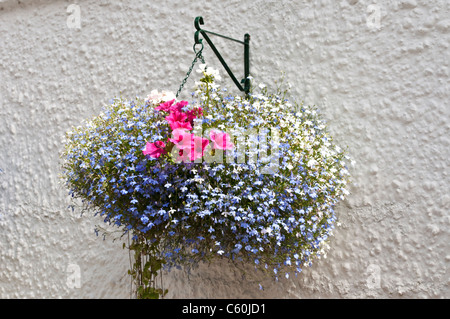 Appendere il cestello con coda (Lobelia Lobelia erinus) e nelle petunie, Bray, Berkshire, Inghilterra, Regno Unito Foto Stock