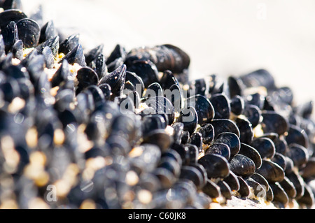 Le cozze sulla roccia con sabbia nice background Foto Stock