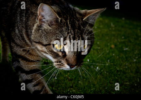 Un gatto avente una passeggiata intorno a un giardino sul retro Foto Stock