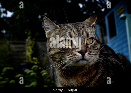 Un gatto avente una passeggiata intorno a un giardino sul retro Foto Stock