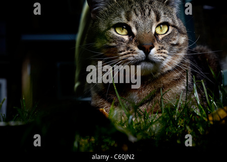 Un gatto avente una passeggiata intorno a un giardino sul retro Foto Stock