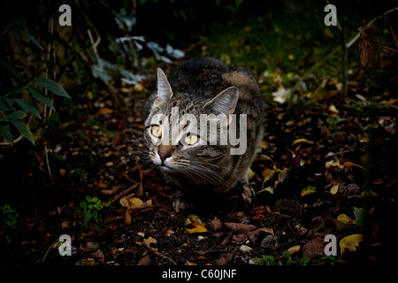 Un gatto avente una passeggiata intorno a un giardino sul retro Foto Stock