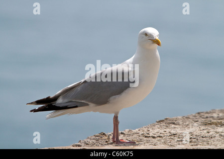 Gabbiano solitaria sulla parete di Lyme Regis harbour 2011 Foto Stock