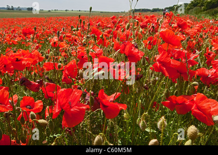 Campo dei Fiori di papavero Foto Stock