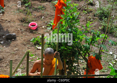 Un giovane buddista bronzetto lavorando in un orto il taglio di legno facendo una siepe a Luang Prabang, Laos Asia Foto Stock