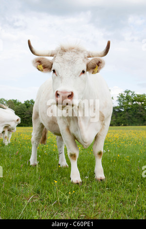 Mucca in piedi nel campo erboso Foto Stock