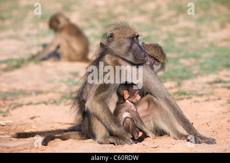 Chacma babbuini, Papio cynocephalus ursinus, toelettatura con baby, Kruger National Park, Sud Africa Foto Stock