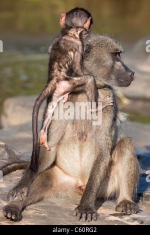 Chacma babbuino, Papio cynocephalus ursinus, con baby, Kruger National Park, Sud Africa Foto Stock