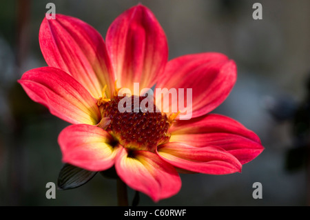 DAHLIA felice unica fiamma Foto Stock