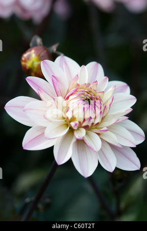 DAHLIA melodia armonia Foto Stock