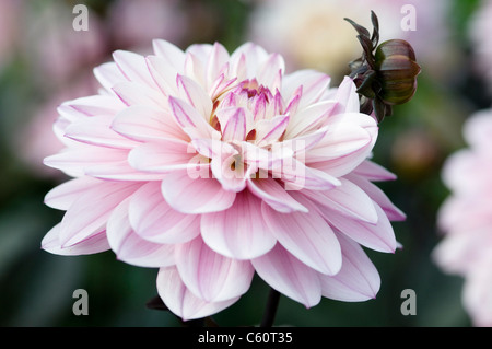 DAHLIA melodia armonia Foto Stock