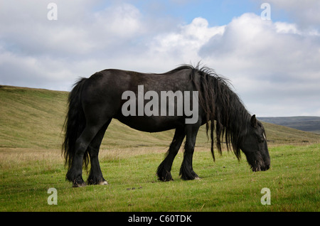 Cadde pony pascolano sulla Northern Pennines Foto Stock