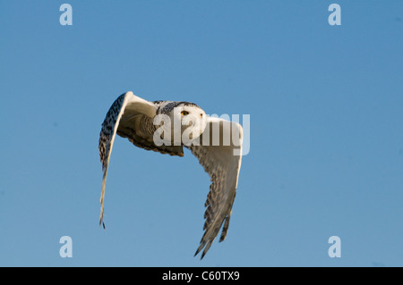 Il barbagianni in volo Foto Stock