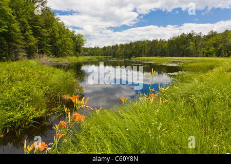 Tiger Lily fiori selvaggi che cresce a bordo delle zone umide nelle Montagne Adirondack, dello Stato di New York Foto Stock