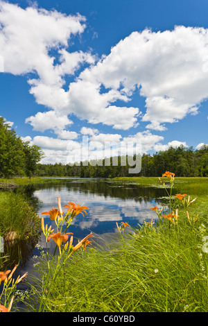 Tiger Lily fiori selvaggi che cresce a bordo delle zone umide nelle Montagne Adirondack, dello Stato di New York Foto Stock