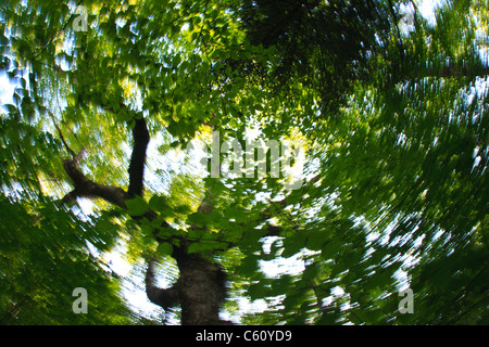 Estratto di betulla durante i mesi estivi a Lafayette Brook Scenic Area nelle White Mountains, New Hampshire USA Foto Stock