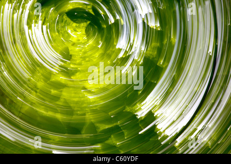Abstract di Faggio Ante durante i mesi estivi nelle White Mountains, New Hampshire USA Foto Stock