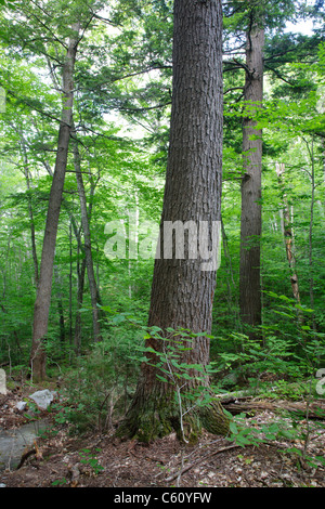 La cicuta - abete rosso - nord del bosco di latifoglie, durante i mesi estivi nella zona di Deer Brook drenaggio di Albany, NH Foto Stock