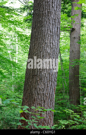 La cicuta - abete rosso - nord del bosco di latifoglie, durante i mesi estivi nella zona di Deer Brook drenaggio di Albany, NH Foto Stock