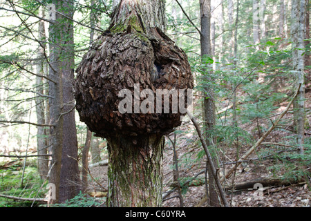 Burl sullo zucchero di acero a gola rocciosa Scenic Area durante i mesi estivi nelle White Mountains, New Hampshire USA Foto Stock