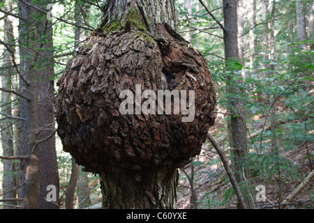 Burl sullo zucchero di acero a gola rocciosa Scenic Area durante i mesi estivi nelle White Mountains, New Hampshire USA Foto Stock