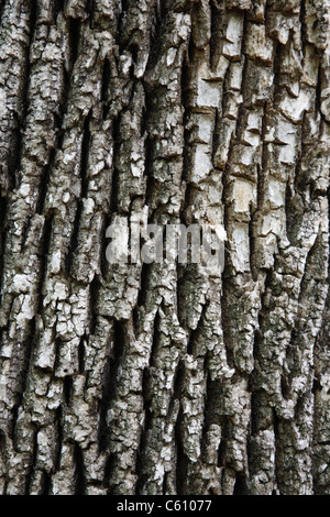 Corteccia di un coppia di cenere bianca - (Fraxinus americana) - lungo il sentiero di Attitash in Bartlett, New Hampshire USA Foto Stock