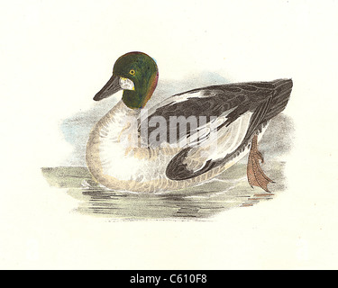 Il Whistler, o comune Goldeneye (Fuligula clangula, Bucephala clangula) vintage litografia bird - James De Kay, Zoologia di New York, N fauna Uccelli, Foto Stock