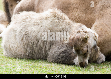 Bactrian camel, criticamente in via di estinzione in cattività Foto Stock