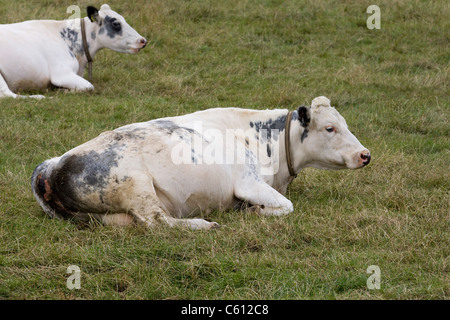 Vacche da latte di pascolare su un campo verde Bos primigenius Foto Stock