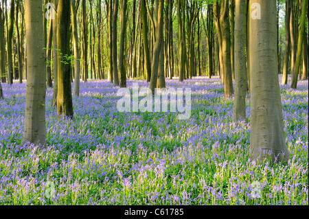 Legno di Bluebell. Foto Stock