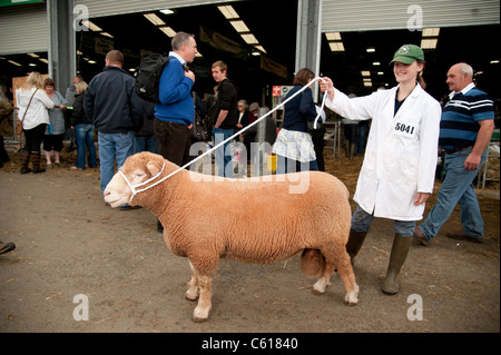 Pecore in mostra in concorso al Royal Welsh Agricultural Show, Builth Wells, Galles, 2011 Foto Stock