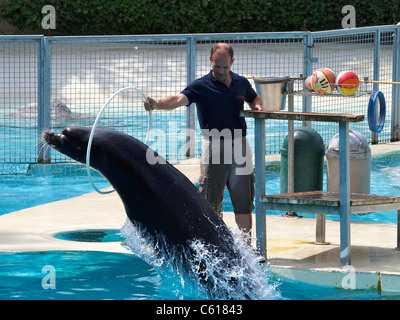 Grande Californian sea lion saltare attraverso un cerchio a zooparc de Beauval, Valle della Loira, Francia Foto Stock