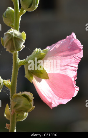 Pink hollyhock fiore Foto Stock