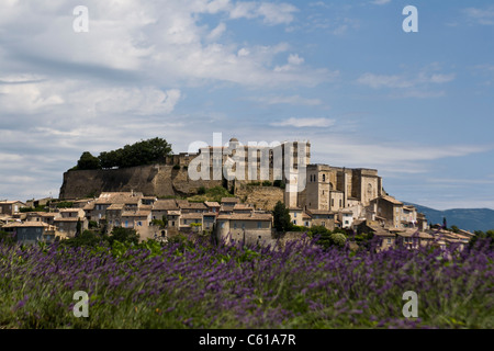 Campi di lavanda in Grignan, Provenza, Francia Foto Stock