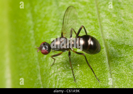 Scavenger nero Fly (Sepsidae) Foto Stock