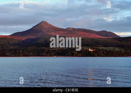 Capra è scesa da Brodick, Arran, Scotland, Regno Unito. Foto Stock