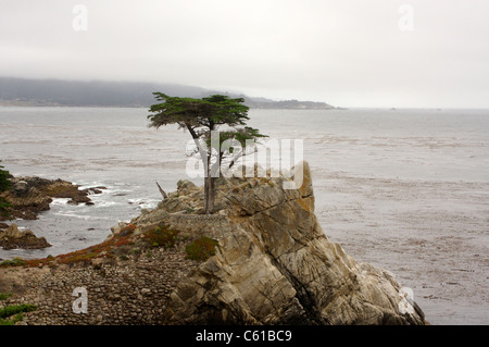 Il Lone Cypress lungo la 17 Mile Drive nella contea di Monterey in California Foto Stock