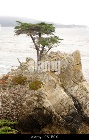 Il Lone Cypress lungo la 17 Mile Drive nella contea di Monterey in California Foto Stock