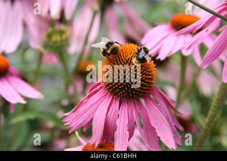 Due Bumble Bee su un fiore, cercando necter Foto Stock