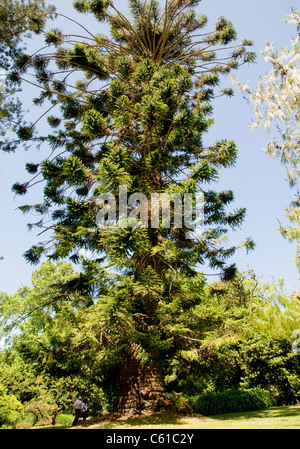 Palheiro Gardens Situato nel Palheiro Estate sull'isola di Madera. Foto Stock