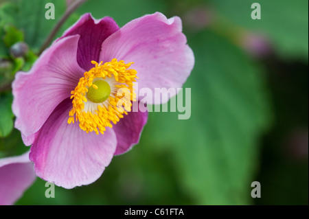 Anemone hupehensis 'Hadspen abbondanza". Anemone giapponese fiore Foto Stock