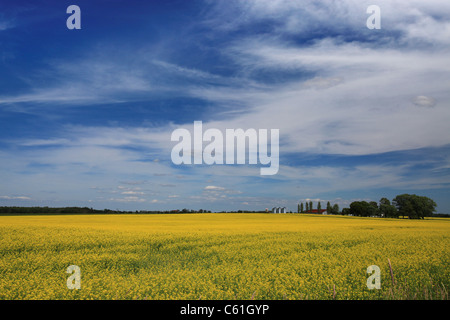 La Canola Field vicino sulla Highway 6 in Arthur, vicino a Elmira, Ontario, Canada Foto Stock