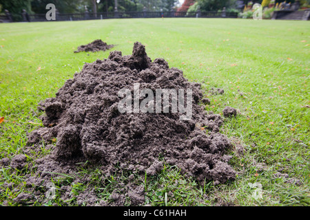 Una mole hill su un prato per il croquet in motivi di Rydal Hall nel distretto del lago, UK. Foto Stock