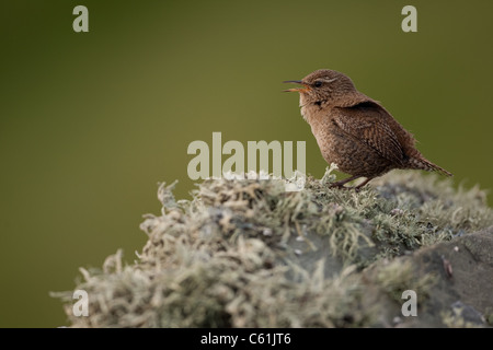 Shetland Wren cantando in testa Sumburgh nelle isole Shetland Foto Stock