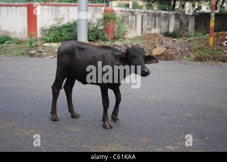 Buffalo Foto Stock