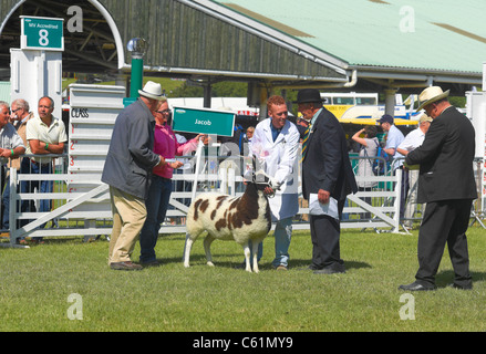Agricoltore che ha vinto il premio Jacob Sheep al Great Yorkshire Mostra in estate Harrogate North Yorkshire Inghilterra Regno Unito GB Gran Bretagna Foto Stock