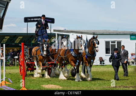 Squadra di quattro cavalli pesanti al Great Yorkshire Show in estate Harrogate North Yorkshire Inghilterra Regno Unito GB Gran Bretagna Foto Stock